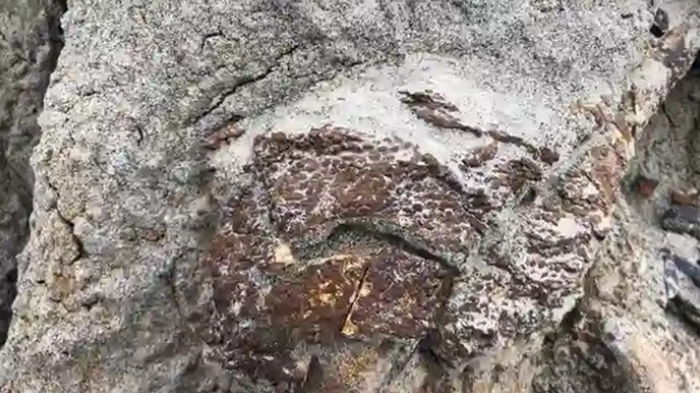В Канаде обнаружили полный скелет динозавра, покрытый кожей