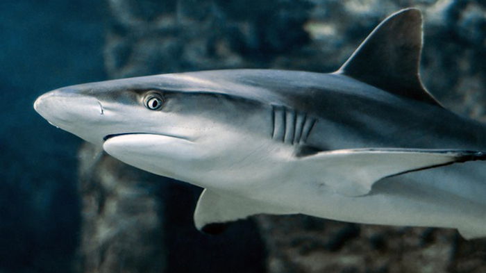 Ученые разгадали тайну стойкого иммунитета акул