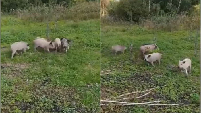 Едят кукурузу и кабачки: на Волыни дикие свиньи «атакуют» села