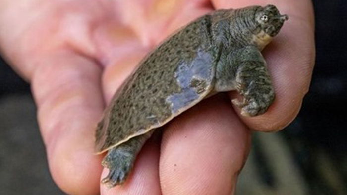 В США родились черепахи с мягким панцирем