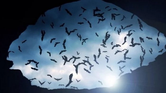 Вампир возрастом 100 тыс. лет. В Аргентине найдены останки гигантской летучей мыши