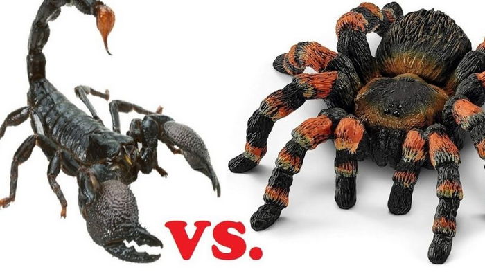 Кто победит в схватке — скорпион или тарантул? Ученые дали ответ