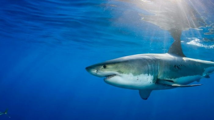 19 млн лет назад океаны кишели акулами: почему они внезапно исчезли и может ли это повториться