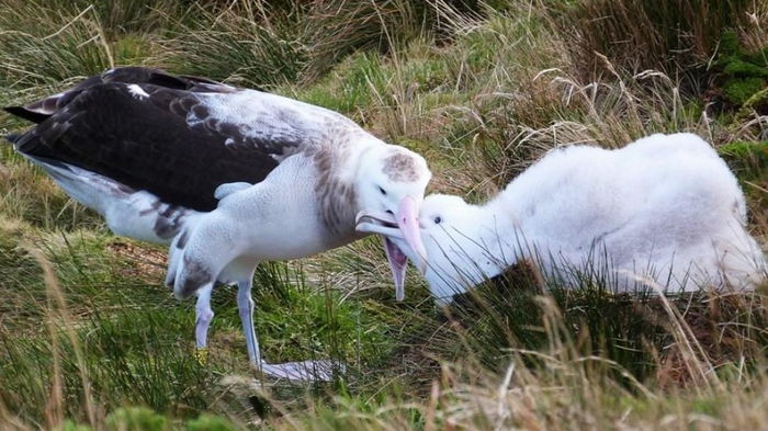 Завезенные моряками мыши угрожают популяции редких альбатросов на острове в Атлантике