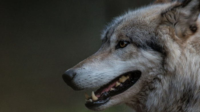Ученые объяснили, как древние люди смогли одомашнить волков