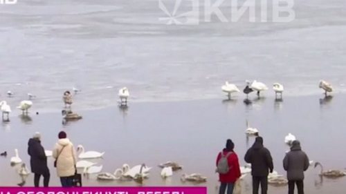 В Киеве из-за инфекции погибли лебеди