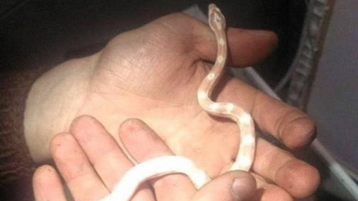 В Киеве семья обнаружила змею в стиральной машине (фото)