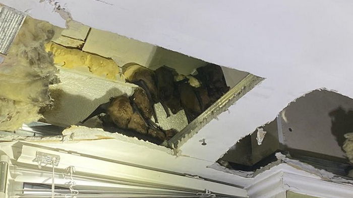 На балконе в Днепре обнаружили 140 летучих мышей (фото)