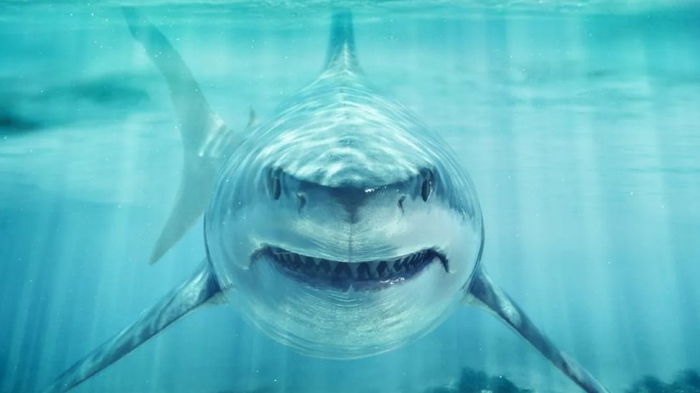 Ученые рассказали, почему белым акулам ни за что не удастся выжить в неволе