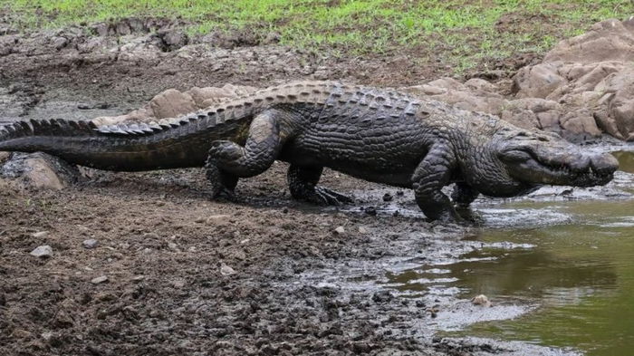 Движение – жизнь! Как способность бегать помогла крокодилам выжить