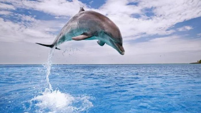 Ученые обнаружили, что дельфины страдают болезнью Альцгеймера