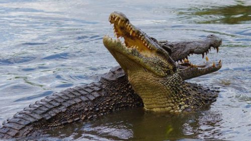 Устроили пикник: в Африке во время сафари крокодил украл холодильник у тури...
