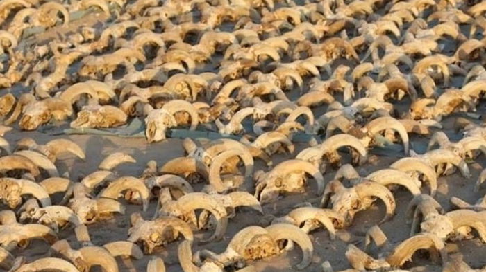 В Египте нашли более двух тысяч мумифицированных бараньих голов (фото)