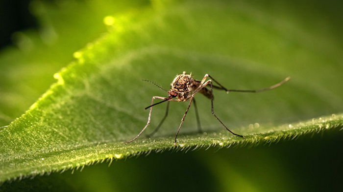 В Европе появился новый вид комаров, которые разносят опасные вирусы — ВОЗ