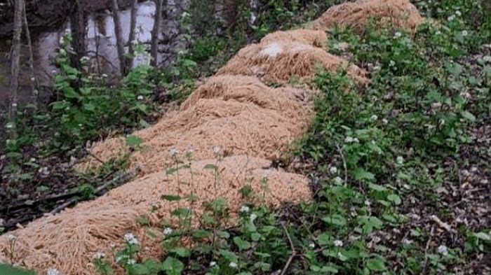 В США более 200 кг вареных макарон выбросили в лесу (видео)