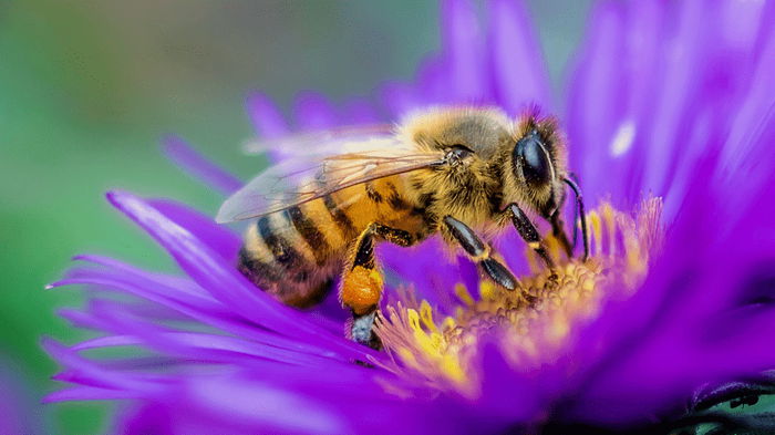 Вопреки законам физики: почему для полета пчелы «обманывают» гравитацию