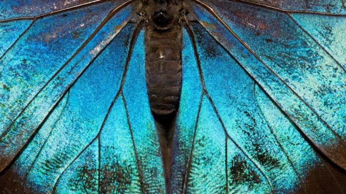 Все бабочки произошли от одного древнего предка 100 млн лет назад