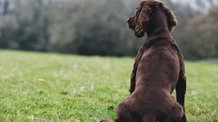 Ученые рассказали, почему собаки поворачиваются к хозяевам спинами