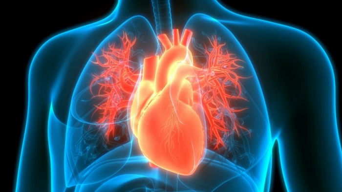 Ученые впервые восстановили сердечную мышцу с помощью стволовых клеток