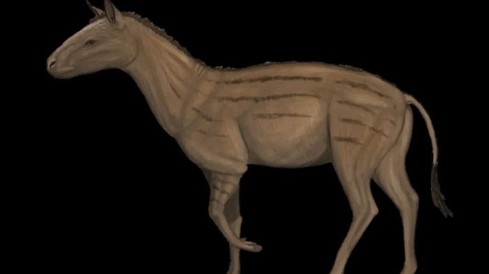 Эволюция забрала важное. Ученые объяснили, что произошло с лошадьми и куда исчезли 7 пальцев