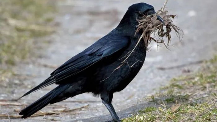 Ученые обнаружили, что вороны и сороки строят гнезда из ловушек для птиц