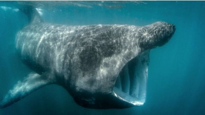 Вторая по размерам акула в мире не такая, как предполагалось: ученые не могут этого объяснить