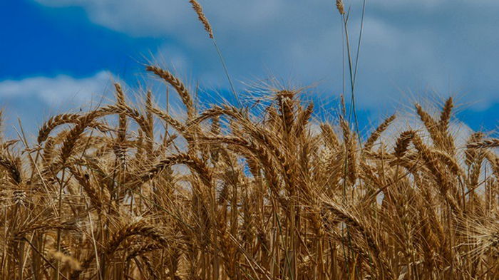 В Украине собрали более 11 млн. тонн зерна нового урожая