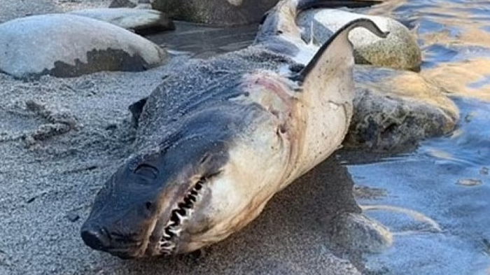 Переполох в Айдахо: на берегу реки найдена акула с острыми зубами, которой здесь не место