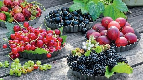 Особенности выбора саженцев ягодных и плодовых кустарников