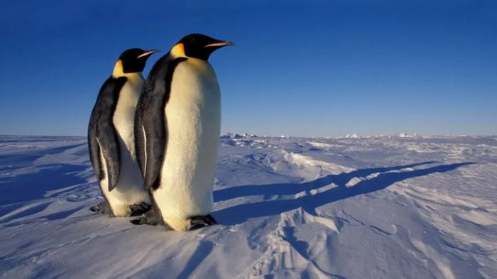 Невосполнимая потеря. Уже к 2100 году императорские пингвины могут исчезнуть с лица Земли