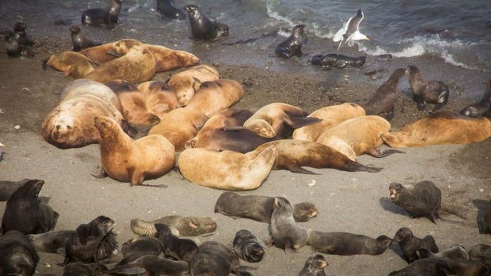 Массовая гибель тюленей и морских львов в Уругвае: ученые назвали виновника