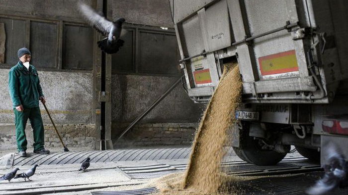 Египет планирует закупать зерно у Казахстана взамен российскому, — Reuters