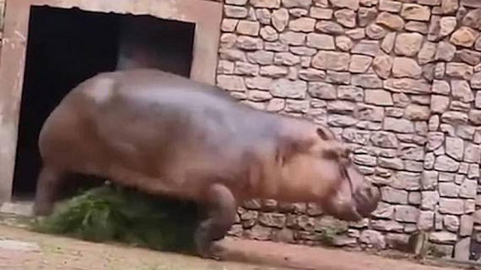 Жуткое зрелище: бегемот напал на смотрителя зоопарка, пытавшегося разнять дерущихся животных (видео)