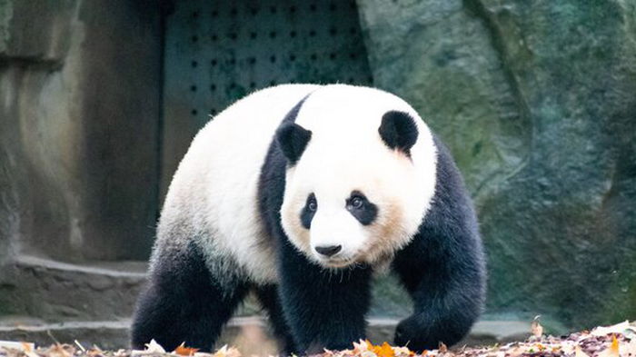 Китай забирает всех панд из американских зоопарков – причина