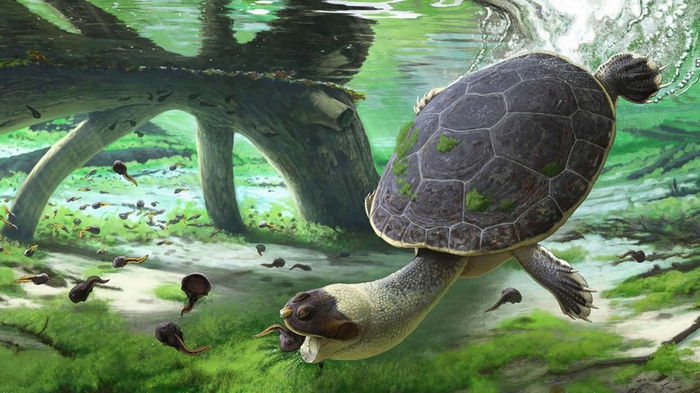 Родственница современной Тортилы: ученые нашли ДНК в останках черепахи, которой 6 млн лет (фото)