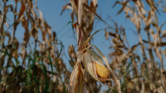 В Украине в четвертый раз улучшили прогноз урожая