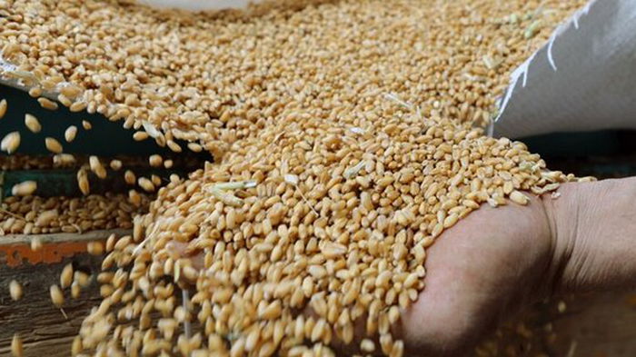 Казахстан собрал худший за три года урожай пшеницы