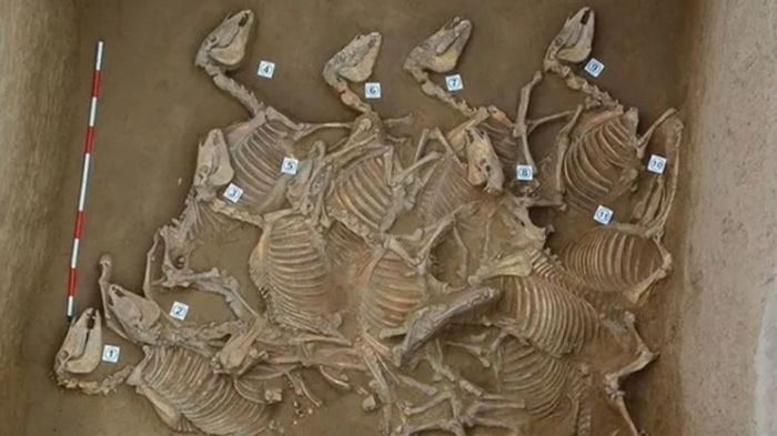 Мертвая кавалькада. В Китае нашли захоронение 150 лошадей, выложенных в ряд