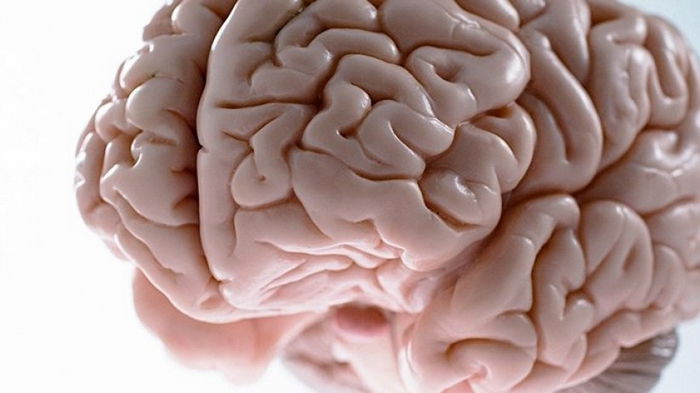 Секретная складка в мозге: найдено нечто, способное задержать раннюю деменцию на годы