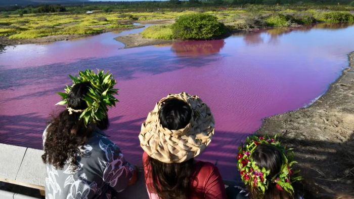 Гавайская загадка. Окрасившийся в розовый цвет пруд поставил ученых в тупик