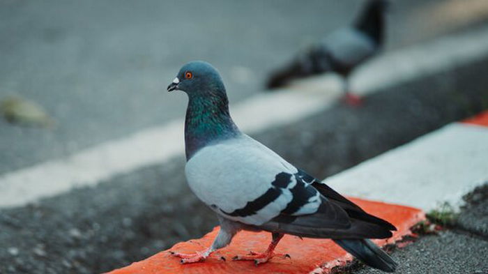 В Лимбурге власти собираются нанять человека, который будет скручивать головы голубям