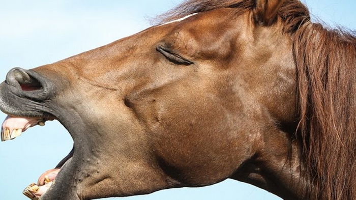 Могут себе это позволить: ученые рассказали, почему у лошадей вытянутые морды