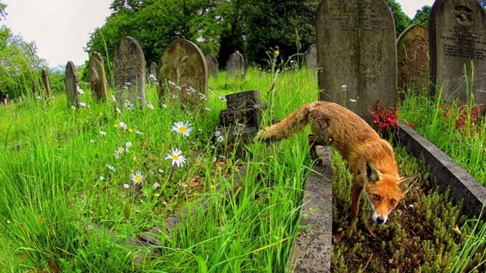 Не самое спокойное место на Земле: кладбища на самом деле кишат жизнью
