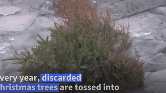 Новогодние елки в Швеции выбрасывают в воды Стокгольма (видео)