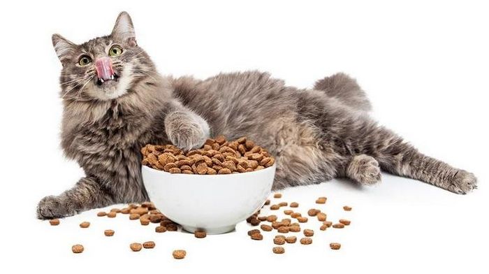 Какие бывают корма для котов и чем они отличаются