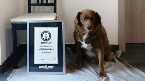 Португальского пса Боби лишили статуса самой старой собаки мира