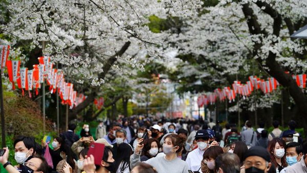 В Японии обеспокоены ранним цветением сакуры после рекордно тепло...