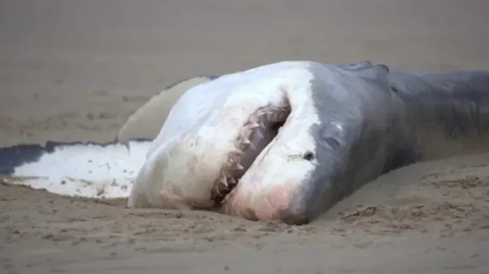 Потрошитель океана. Косатке потребовалось 2 минуты, чтобы уничтожить большую белую акулу (видео)