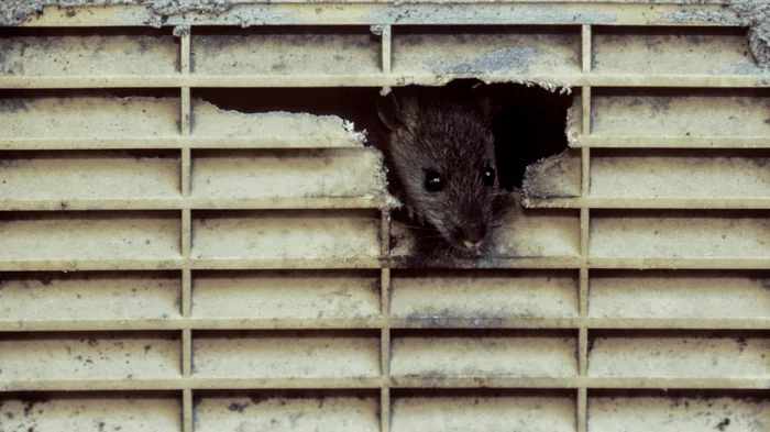 На расстоянии 1,8 м от крысы: действительно ли рядом с каждым из нас живет грызун