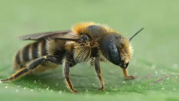 Из-за глобального потепления может исчезнуть половина популяции важных насекомых